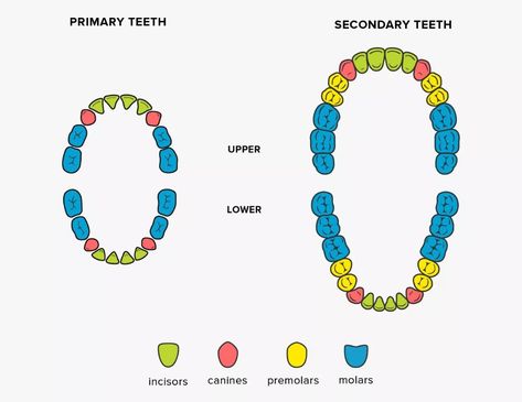 Teeth Names: Shape and Function of Four Types of Teeth Types Of Teeth Shapes, Teeth Names, Types Of Teeth, Baby Tooth Chart, Teeth Diagram, Culture Activities, Dental Pictures, Dental Assistant Study, Losing Teeth