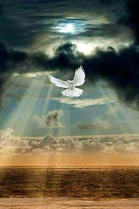 Dove Painting, Stairs To Heaven, Dove Pictures, Jesus Artwork, Pictures Of Christ, Jesus Christ Artwork, Heaven Art, Religious Pictures, Beautiful Angels Pictures