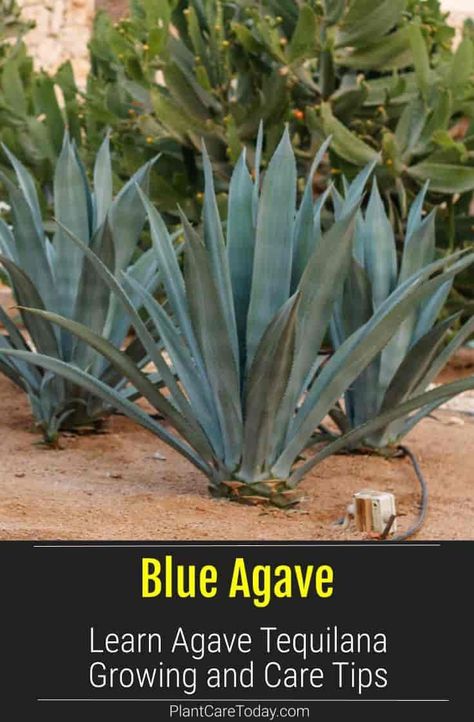 Blue Agave plant care is easy but do not expect to produce tequila - grow indoors in a sunny window, learn care and growing pups. [DETAILS] Blue Agave Landscaping, Agave Plant Landscaping, Tequila Plant, Cactus Landscaping, Clover Garden, Arizona Plants, Cactus Garden Landscaping, Blue Agave Plant, Northwest Flowers