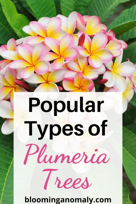 Plumeria Pudica, Plumeria Care, Gardening Design Ideas, Plumeria Tree, Backyard Flowers Garden, Tropical Trees, Beginners Gardening, Urban Gardens, Plumeria Flowers