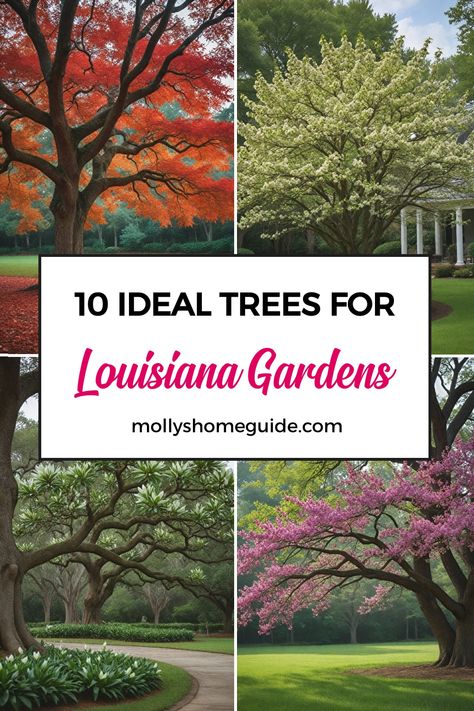 Discover the top trees and shrubs suitable for your Louisiana backyard. Explore the best trees to plant in Louisiana, from fruit trees like figs and satsumas to versatile options like magnolias and cypress. Dive into gardening in Louisiana with plants native to local forests. Uncover ideal species for varying planting zones across the state. Enhance your outdoor space with tips on successful landscaping tailored to Louisiana's unique climate. Bald Cypress Tree, Red Oak Tree, Eastern Redbud, Bald Cypress, Louisiana Homes, Plant Zones, Cypress Trees, Small Yard, Fragrant Flowers