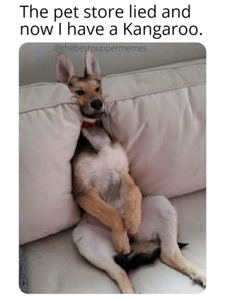 Woofing good. #dogs #dogmemes #funnydogs #cutedog #dogsbelike Emotional Support Dog, Support Dog, Funny Dog Memes, Puppy Lover, Funny Cats And Dogs, April 4, Funny Animal Memes, Dog Memes, Pet Store