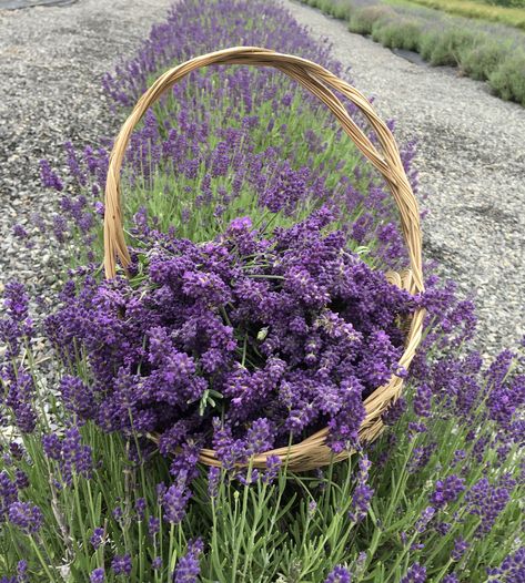 Eagleview Lavender Farm, Maysville, WV Farm Aesthetic, Aesthetic Purple, Lavender Farm, Lavender Flowers, Lavender, Purple, Flowers