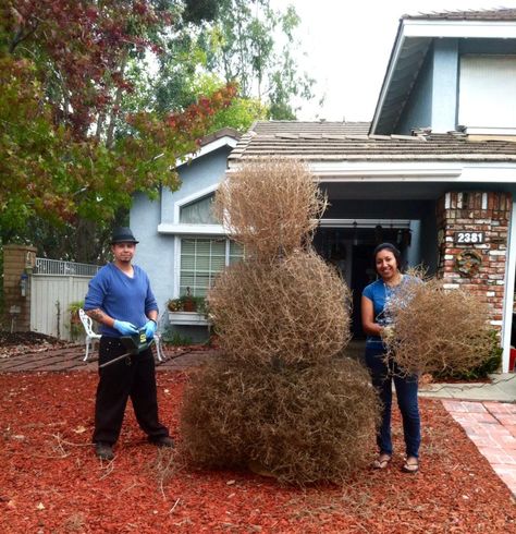 making a snowman with tumbleweeds :)  - DriedDecor.com Tumbleweed Snowman, Tumble Weeds, Southwestern Christmas, Making A Snowman, Ornamental Horticulture, Snowman Cups, Nature Christmas, Make A Snowman, Diy Holiday Decor