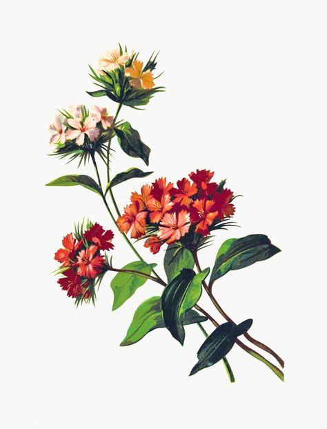 Sweet William Flowers, Floral Illustration Vintage, Carnation Bouquet, Family Flowers, Sweet William, Botanical Illustration Vintage, Flower Art Images, British Library, Drawing Images