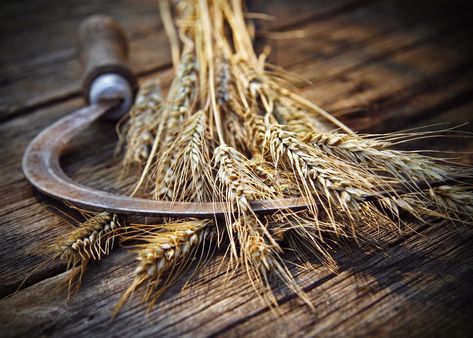 Jesus Coming Back, Fields Of Gold, Book Of Revelation, Harvest Time, Greek Gods, Greek Mythology, Agriculture, Wheat, Farmer