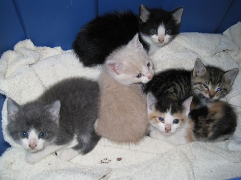 a new litter of kittens! Pet Claims, Kitten Litter, Litter Of Kittens, Lots Of Cats, Baby Kittens, Kitty Cats, Cat Rescue, Ice Skating, Drawing Reference