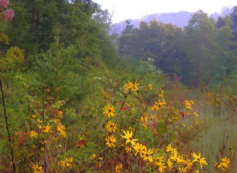 September Wildflowers, Appalachian Wildflowers, Lake Lure, Yellow Wildflowers, Blue Ridge Mountains, In Full Bloom, Blue Ridge, Go Outside, Otters