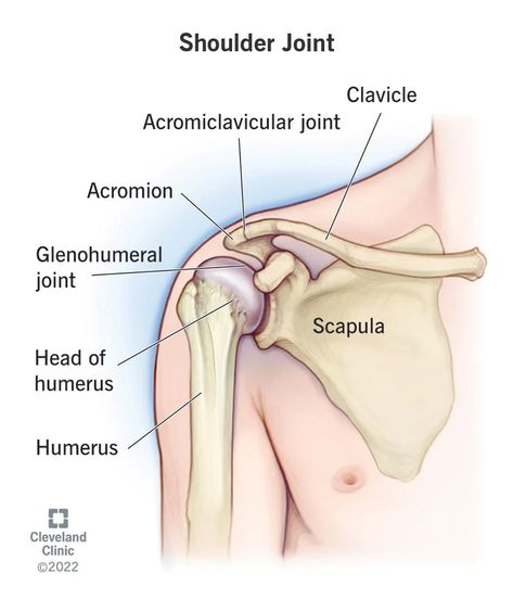 How Your Shoulder Joint Works Anatomy Stickers, Shoulder Photo, Joints Anatomy, Fracture Healing, Arm Bones, Shoulder Bones, Ligaments And Tendons, Body Wellness, Reduce Swelling