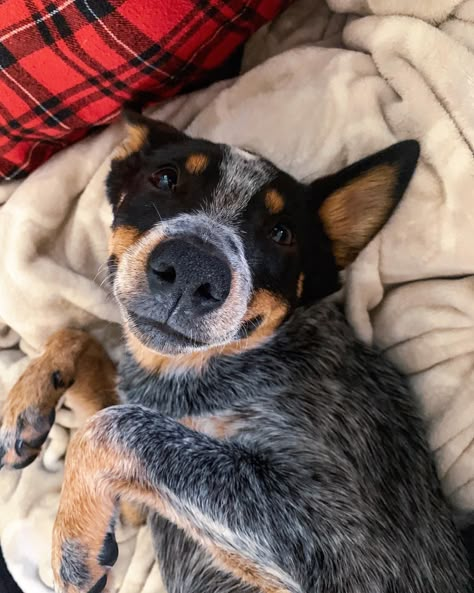 Blue Heeler Aesthetic, Mini Blue Heeler, Texas Heeler, Red Heeler Dog, Blue Heeler Puppy, Aussie Cattle Dog, Heeler Puppy, Australian Kelpie Dog, Heeler Dogs