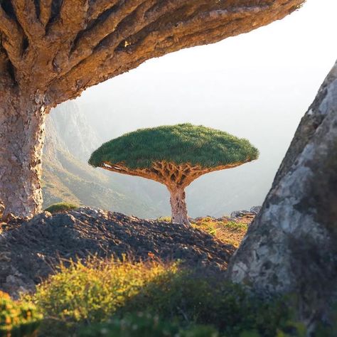 Dragon’s Blood Tree, a plant species unique to Socotra, Yemen. Credit: @marcograssiphotography #island #travelling #vacation #natureworld_photography #relax #photooftheday #amazing #desertlife #tree #amaze #photography Socotra Yemen, Tree Town, Cool Photoshop, Socotra, Urban Beauty, Desert Life, World Photography, Plant Species, Beautiful Scenery Nature