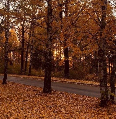 Autumn Core Aesthetics, Fall Icon Aesthetic, Fall Aesthetic Pfp, Fall Astethic, Souls Aesthetic, Pumpkin Cream Cold Foam, Autumn Pfp, Autumn Outdoors, Fall Town