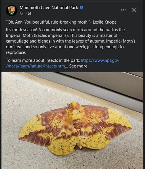 Imperial Moth Imperial Moth Tattoo, Imperial Moth, Puriri Moth, Royal Walnut Moth, Brown Tail Moth, Mammoth Cave National Park, Mammoth Cave, Leslie Knope, Moth