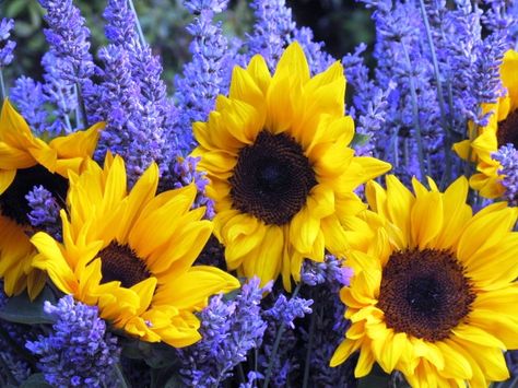 Organic lavender - from Malibu, Calif., and organic sunflowers from Ventura, Calif. They sure play well together in a vase! Sunflowers And Lavender, Sunset Magazine, Sunflower Fields, Yellow Sunflower, Lavender Fields, Floral Color, Mellow Yellow, Beautiful Blooms, Amazing Gardens