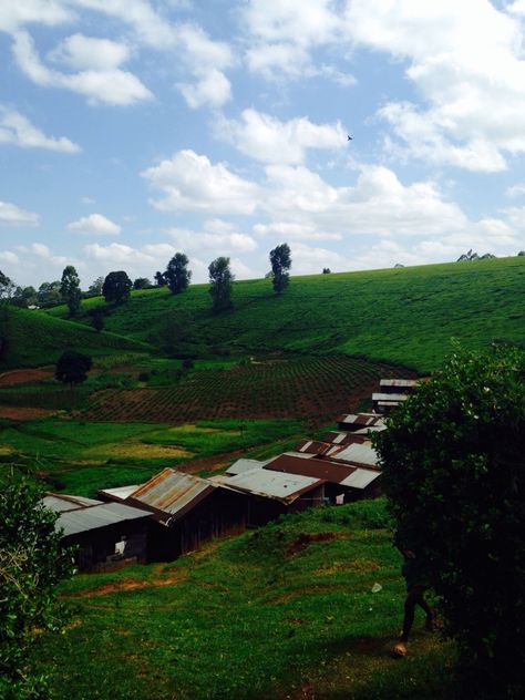 Kenyan tea farm Coffee Moodboard, Kenyan Tea, Tea Farm, Soft Black, Afternoon Tea, Tea, Coffee, Quick Saves, Black