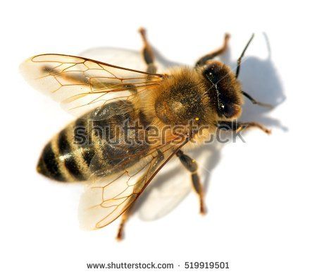 detail of bee or honeybee in Latin Apis Mellifera, european or western honey bee isolated on the white background, golden honeybee with shadow Apis Mellifera, Bee Images, Bee Drawing, Bee Pictures, Bee Painting, I Love Bees, Bee Photo, Bees And Wasps, Bee Tattoo