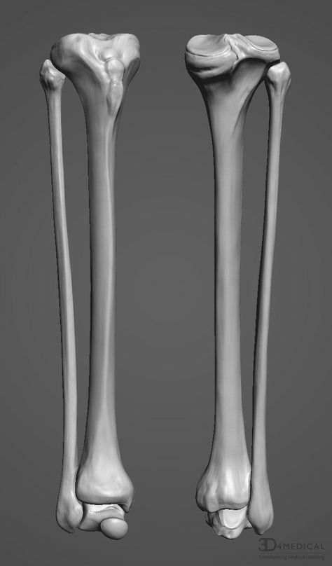 ArtStation - Complete Anatomy , Gusztav Velicsek Bone Cake, Leg Reference, Leg Anatomy, Arm Bones, Alice Anime, Pelvic Bone, Art Anatomy, Arm Drawing, Skull Reference