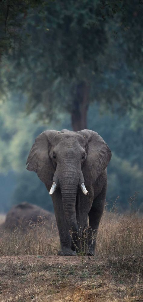 HD Elephant Wallpaper Explore more African, Animal, Asian, Cute, Elephant wallpaper. https://www.whatspaper.com/hd-elephant-wallpaper-3/ Cute Elephant Wallpaper, Elephant Wallpaper Iphone, Elephant Phone Wallpaper, African Forest Elephant, African Bush Elephant, Bull Elephant, Elephant Photography, Elephant Artwork, Elephant Wallpaper