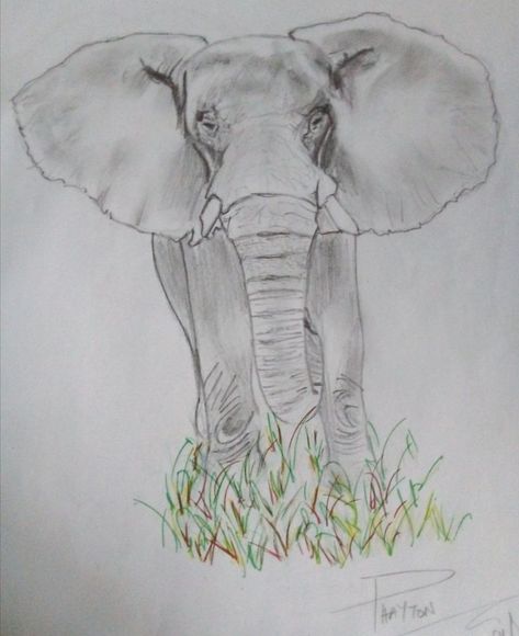 Big Five Animals Art, Elephant Pencil Drawing, Big Five Animals, Drawing Elephant, The Big Five, Learning Art, Art Learning, Buddha Painting, Animals Art