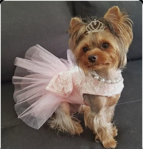 Yorkie Dressed Up, Dog Clothes Patterns Sewing, Yorkie Clothes, Puppy Room, Colorful Hairstyles, Dog Mommy, Spoiled Dogs, Cute Dog Clothes, Dog Clothes Diy