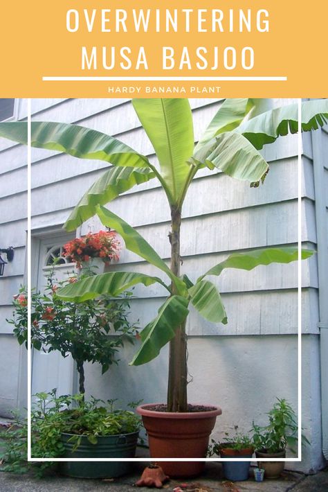 Basjoo Banana Tree, Musa Basjoo Garden, Banana Plant Indoor, Overwintering Plants, Tropical Courtyard, Musa Basjoo, Italian Cottage, Small Trees For Garden, Pool Plants