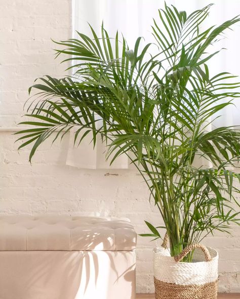 Types of Indoor Palm Plants to Grow  Areca Palm or Bamboo Palm Bamboo Palm Indoor, Indoor Palm Plants, Palm House Plants, Best Air Purifying Plants, Common House Plants, Indoor Palms, Plants Uk, Parlor Palm, Areca Palm