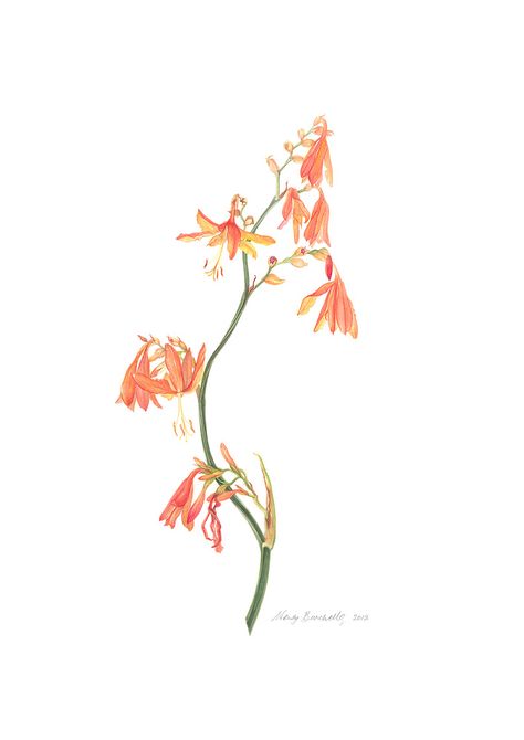 Crocosmia Tattoo, Watercolor Therapy, Botanical Sketching, Floral Sketch, Australian Native Flowers, Native Flowers, Botanical Artwork, Falling Stars, Botanical Poster