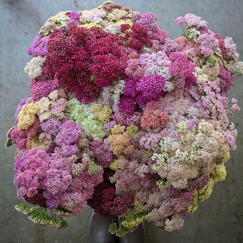 🔥Hot tip for harvesting Yarrow: BE PATIENT 😉 For most types of flowers, we are racing to harvest them early BEFORE they open up… …but with Yarrow, it’s the opposite. You’ve got to wait until nearly all of the tiny florets open up and you can see the pollen developing. THEN and ONLY THEN, can you harvest it.  If you harvest too early, they wilt and never recover. 😫 Yarrow is such a wonderful addition to mixed bouquets and arrangements. And bonus - it’s also a great dried flower! Simply c... Yarrow Bouquet, Pink Yarrow, Wedding Deco, Types Of Flowers, Dried Flower, Cut Flowers, Open Up, Dried Flowers, Floral Arrangements