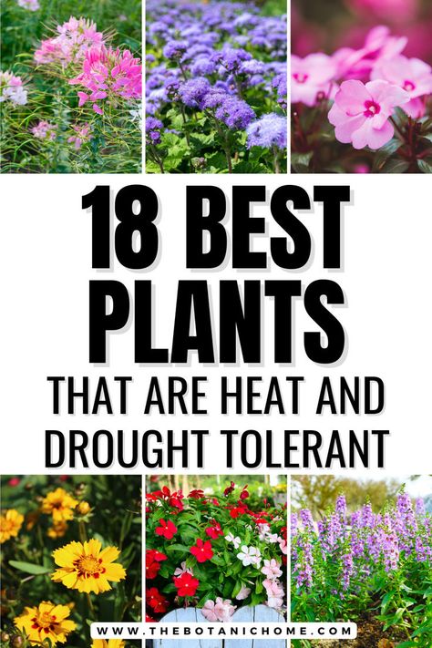 Image of heat tolerant annual flower types. Text reads: 18 best plants that are heat and drought tolerant. Full Sun Flower Pot Ideas, Sun Planter Ideas, Full Sun Planter Ideas, Plants That Like Sun, Full Sun Drought Tolerant Plants, Full Sun Planters, Plants For Containers, Drought Tolerant Landscape Front Yard, Heat Tolerant Flowers