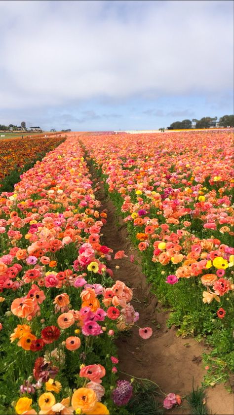 Carlsbad Flower Fields, Flower Landscape, Flower Field, Flowers