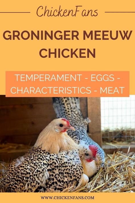 Originating from the Dutch province of Groningen, the Groninger Meeuw chicken is an amazingly rare gem in the poultry world. Let’s discover this remarkable breed’s fascinating characteristics and rich history as we delve into its origins and exceptional qualities. Giant Chicken Breeds, Largest Chicken Breed, Poultry Breeds, Giant Chicken, Egg Production, Head And Shoulders, Hatching Eggs, Backyard Chicken Coops, Chicken Coops