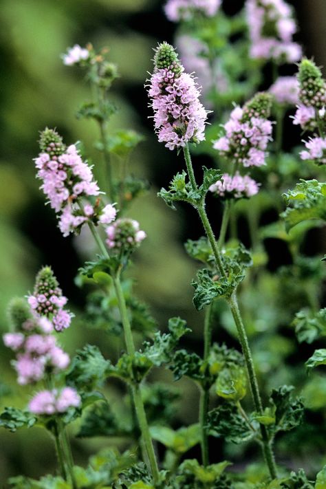 Spearmint Flowering Herbs, Plants With Pink Flowers, Best Herbs To Grow, Mint Herb, Pink Perennials, Herb Garden Design, Mint Plants, Aromatic Plant, Edible Plants