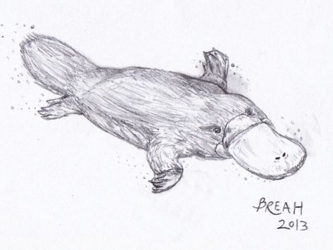 Duck-Billed Platypus sketch Platypus Drawing, Duck Billed Platypus, Duck Bill, Platypus, Ink Drawing, Drawing Sketches, Mammals, Insects, Sketch