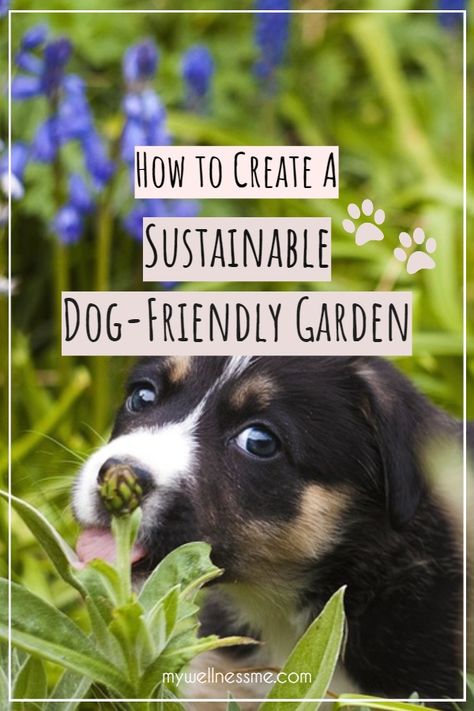 Sustainable dog-friendly garden tips Dog Friendly Garden Ideas, Dog Friendly Garden, Designing Tips, Dog Yard, Dog Garden, Plants To Grow, Grow Plants, Sustainable Garden, Garden Tips