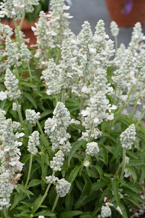 White Salvia Plant, White Salvia, Salvia Farinacea, Salvia Plants, Low Water Gardening, Rogers Gardens, Rainbow Garden, Herbaceous Perennials, Garden Accents