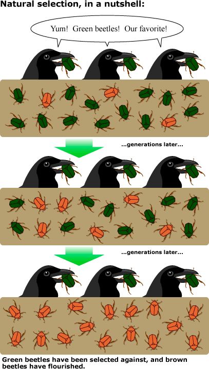 Natural selection is the differential survival and reproduction of individuals due to differences in phenotype. It is a key mechanism of evolution, the change in heritable traits of a population over time. Biology Evolution, Genetic Drift, Biology Teaching, Biology Resources, Biology Classroom, Evolutionary Biology, 7th Grade Science, 8th Grade Science, Ap Biology