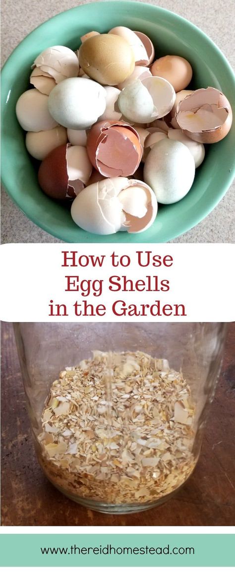 How To Use Egg Shells In The Garden, How To Fertilize Garden, Eggshells In Garden, Garden Netting Ideas, Egg Shells In The Garden, Eggshell Fertilizer, Netting For Garden, Garden Homestead, Garden Ideas Diy Cheap