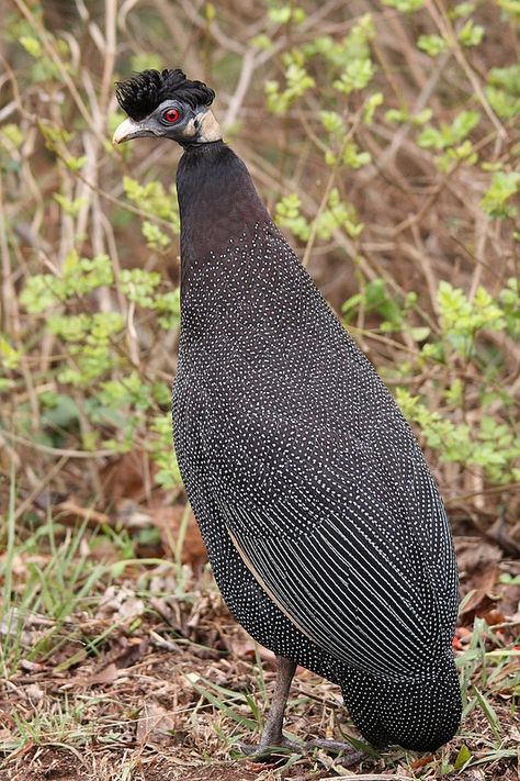 Crested Guineafowl (Guttera pucherani) | by Derek Keats Crested Guineafowl, Arabian Horse Art, Weird Birds, Guinea Fowl, Bird Eggs, Exotic Birds, Bird Species, Horse Art, Nature Animals