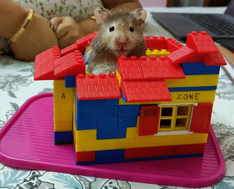 My pet hamster in Lego house Pet Hamster, Lego House, My Pet, Lego, Pet, Animals