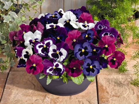 Flower Life Cycle, Winter Pansies, When To Plant, Pansies Flowers, Beautiful Flowers Garden, Easy Plants, Seasonal Garden, Winter Flowers, Bright Colored