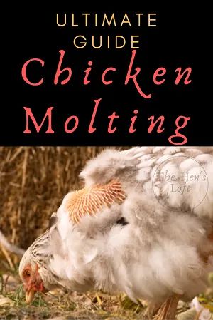 Caring for chickens can take an entire new meaning when you see your experience your first chickens molting. A chicken molt is a normal phase for your backyard chickens, but how long does the molt last? Is there anything you can do to care for your chickens while they molt? This ultimate guide to chicken molting will answer all of those questions, and more! Chicken Molting, Caring For Chickens, Chook House, Molting Chickens, Herbs For Chickens, Animal Farming, Chicken Facts, Chicken Care, Backyard Chicken Coop Plans