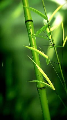 Bamboo Plant Grass Growth Bamboo Landscape, Green Nature Wallpaper, Bamboo Background, Foto Transfer, Bamboo Plant, Green Bamboo, Blur Photo Background, Bamboo Garden, Image Nature