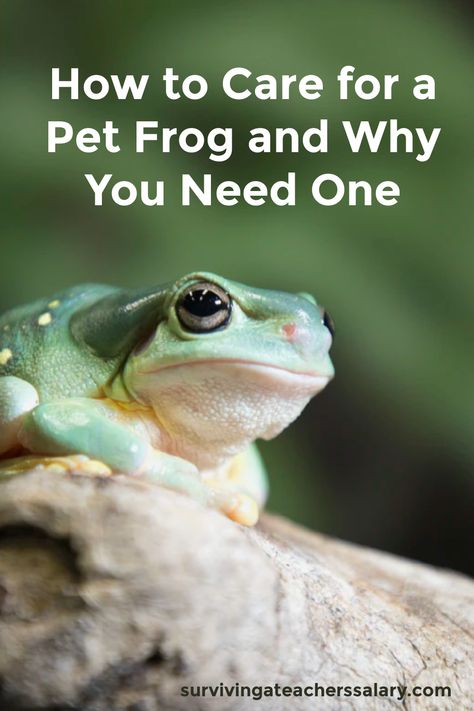 How To Take Care Of Frogs, Pet Frogs Habitat, How To Take Care Of A Frog, Frog Pet Tank, Frogs As Pets, White Tree Frog Care, Easy Pets To Take Care Of, Pet Frog Habitat Terrariums, Tree Frog Pet