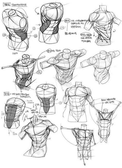 (3) ☕ on X: "https://t.co/1vsjZG19NC" / X Drawing Torso, Torso Anatomy, Men Reference, Figure Drawing Tutorial, Human Anatomy Reference, Life Drawings, Nice Life, Anatomy Tutorial, Human Anatomy Drawing