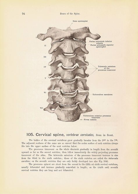 cervical-spine-and-seventh-cervical-vertebra-black-and-white-human-anatomy-spalteholz-book-plate_3898105401_o #vintage #retro #medical #books #photos #art #drawnings #health #resources Vertebrae Art, Spine Drawing, Vintage Medical Art, Human Skeleton Anatomy, Medical Drawings, Skeleton Anatomy, Human Spine, Medical Books, Cervical Vertebrae