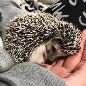 Cute Sleeping Hedgehog Sleeping Hedgehog, Hedgehog Cute, Pygmy Hedgehog, Happy Hedgehog, Always Smiling, Hedgehog Pet, Guinea Pig Toys, Bear Dog, Cute Hedgehog