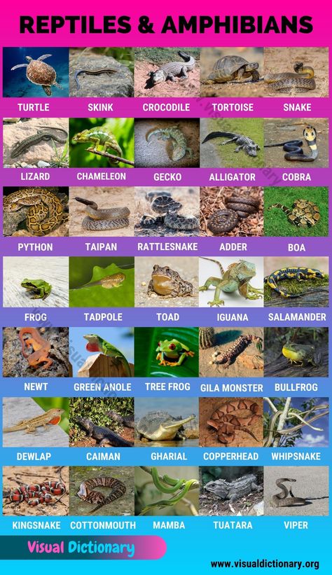 Reptile and Amphibian Habitats Names Of Birds, Animals Name In English, Visual Dictionary, Rose Graphic, Cold Blooded, General Knowledge Book, Charts For Kids, Animal Facts, English Language Learning