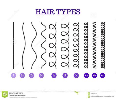 Vector Illustration of a Hair Types Chart Displaying All Types and Labeled. Stock Vector - Illustration of pattern, roots: 118496010 Curly Hair Chart, Hair Texture Chart, 4b Hair Type, Hair Type Chart, Hair Chart, 4b Hair, Hair Curl, Number Chart, Makeup Hacks Beauty Secrets