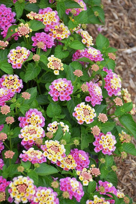 Click to view a full-size photo of Bandana Peach Lantana (Lantana camara 'Bandana Peach') at Pender Pines Garden Center Woodland Yard, Pine Garden, Shower Flowers, Lantana Camara, Low Maintenance Shrubs, Low Water Gardening, Baby Shower Flowers, Peach Flowers, Evergreen Shrubs