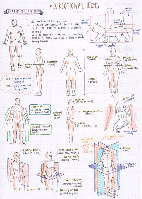 [09.04.16] some directional terms for anatomy ….all these terms are confusing me haha {6/100 days of productivity} Anatomi Dan Fisiologi, Radiology Student, Basic Anatomy And Physiology, Nurse Study Notes, Medical Student Study, Nursing School Survival, Nursing School Studying, Medical School Inspiration, Nursing School Tips